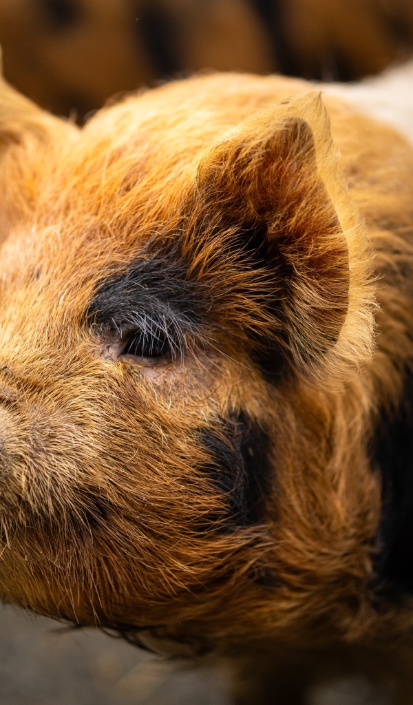 Большая домашняя коричневая свинья