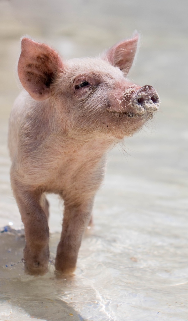 Маленький розовый поросенок идет по воде