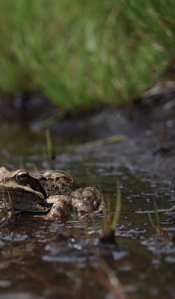 Лягушка сидит в луже во время дождя