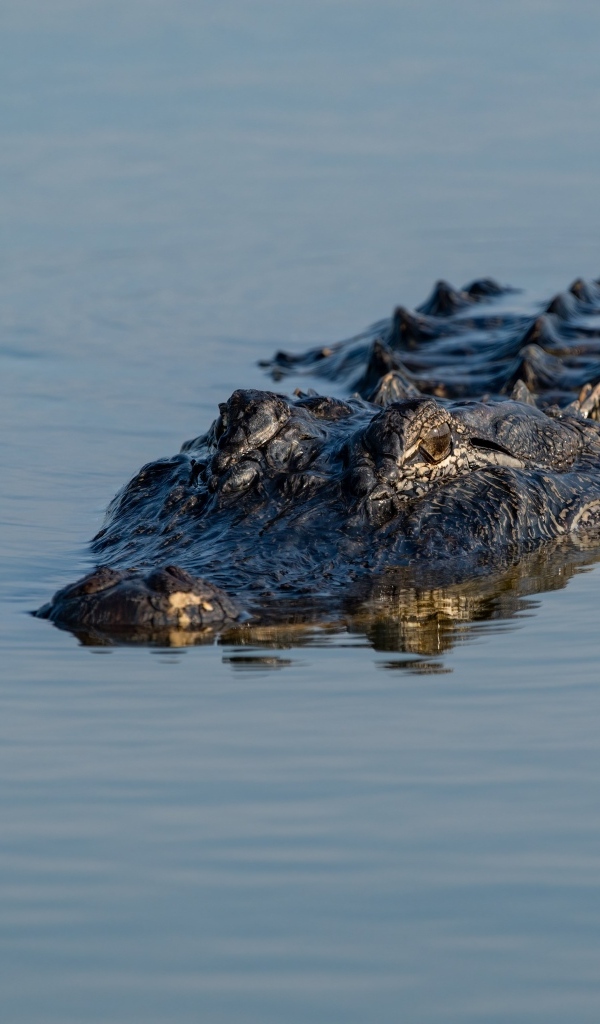 Большой аллигатор плывет по воде