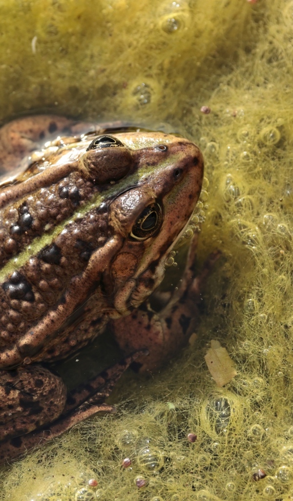 Большая жаба сидит в водорослях 
