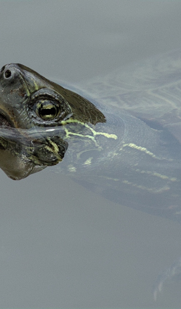 Большая черепаха плавает в воде