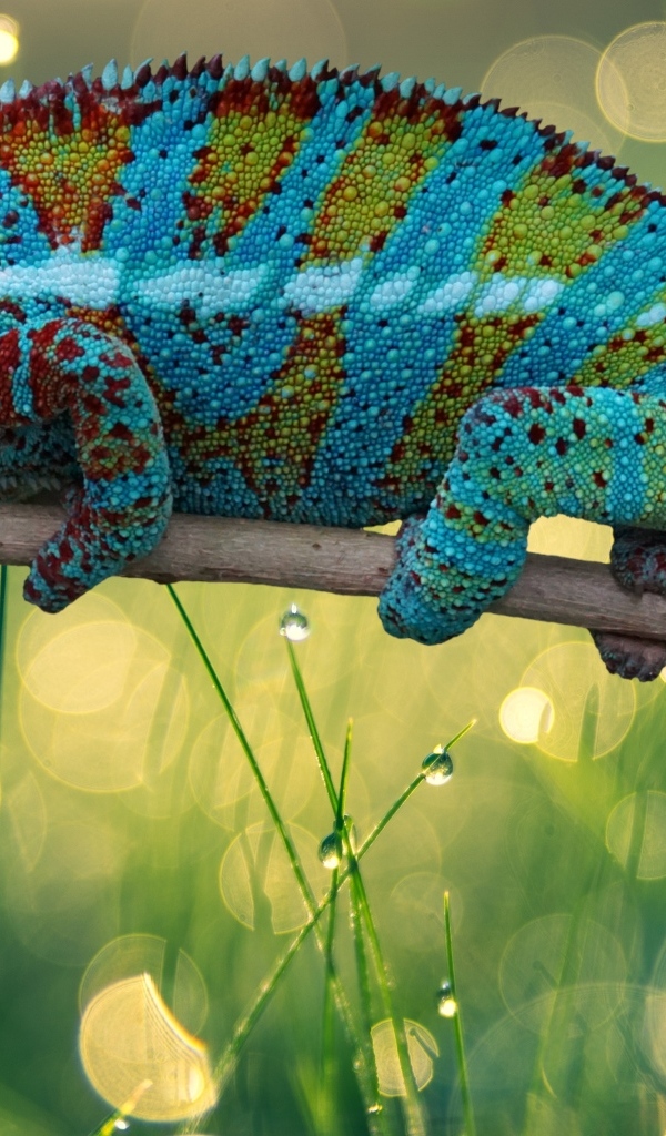 Красивый яркий хамелеон сидит на ветке