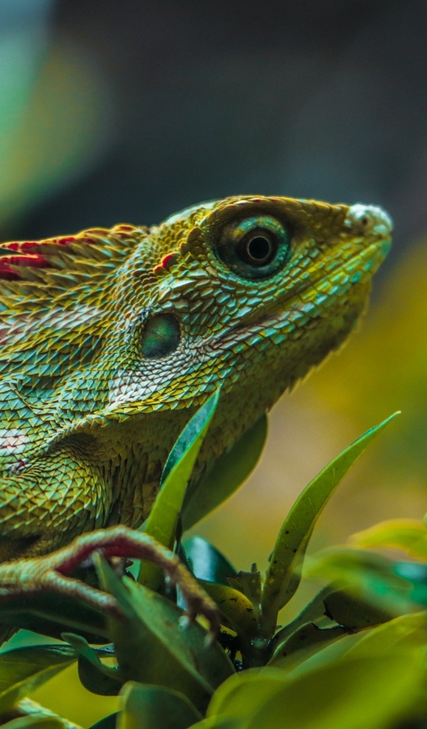 Красивая зеленая ящерица в листьях