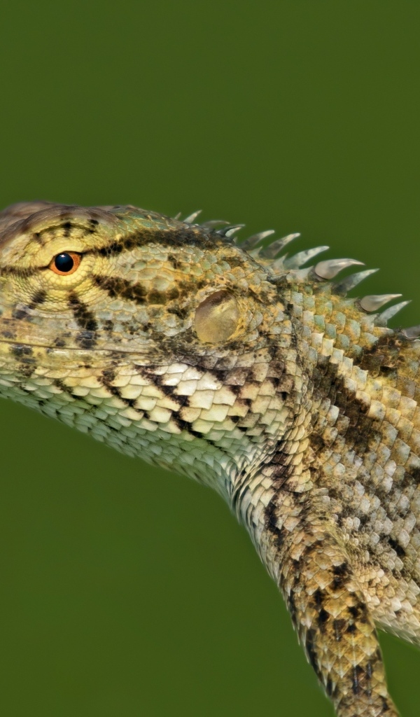 Красивая ящерица на зеленом фоне