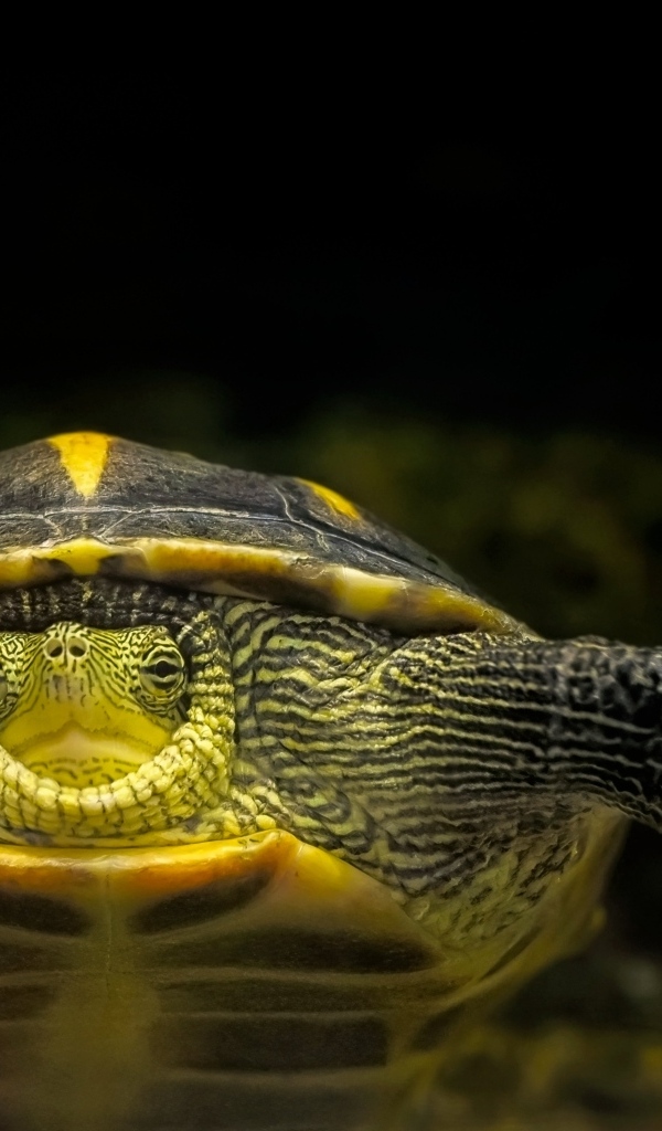 Большой китайская полосатая черепаха в аквариуме