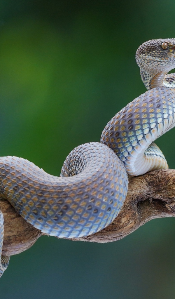 Большая голубая змея на ветке 