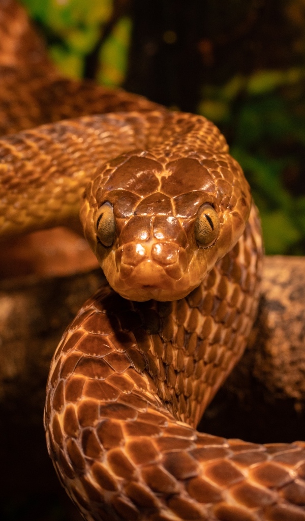 Большая коричневая змея крупным планом