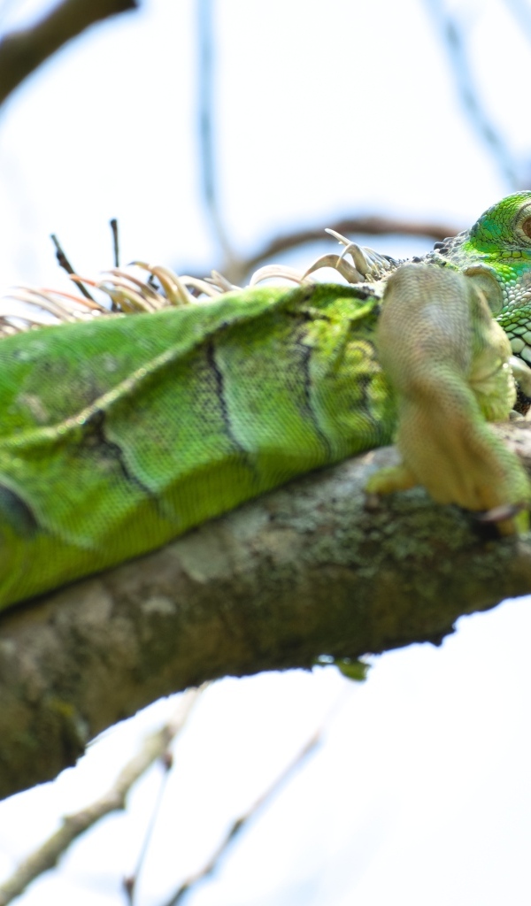 Большая зеленая игуана на ветке
