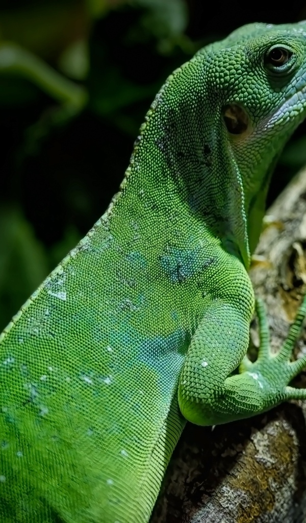 Большая зеленая игуана на ветке дерева