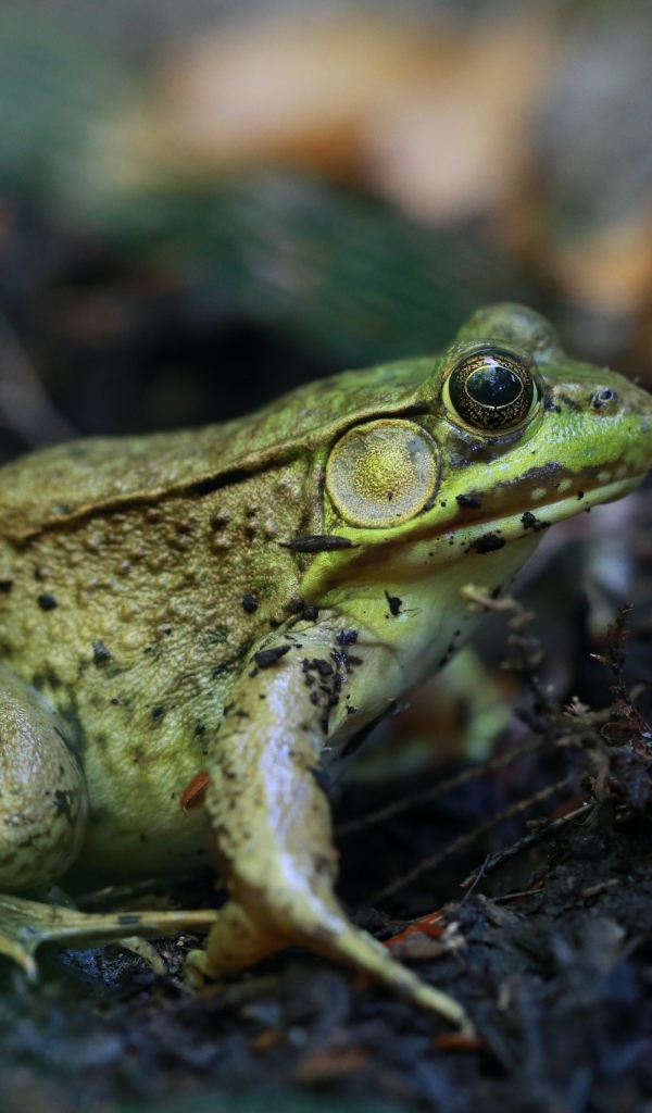 Большая зеленая жаба на земле