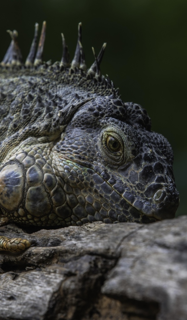 Большая игуана на старом дереве