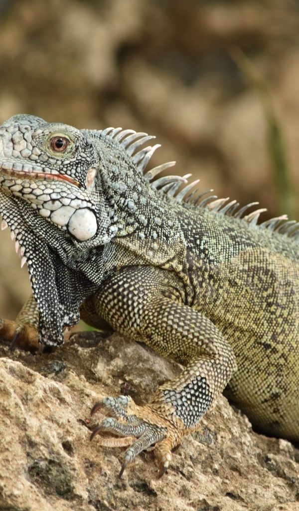 Большая игуана сидит на камне