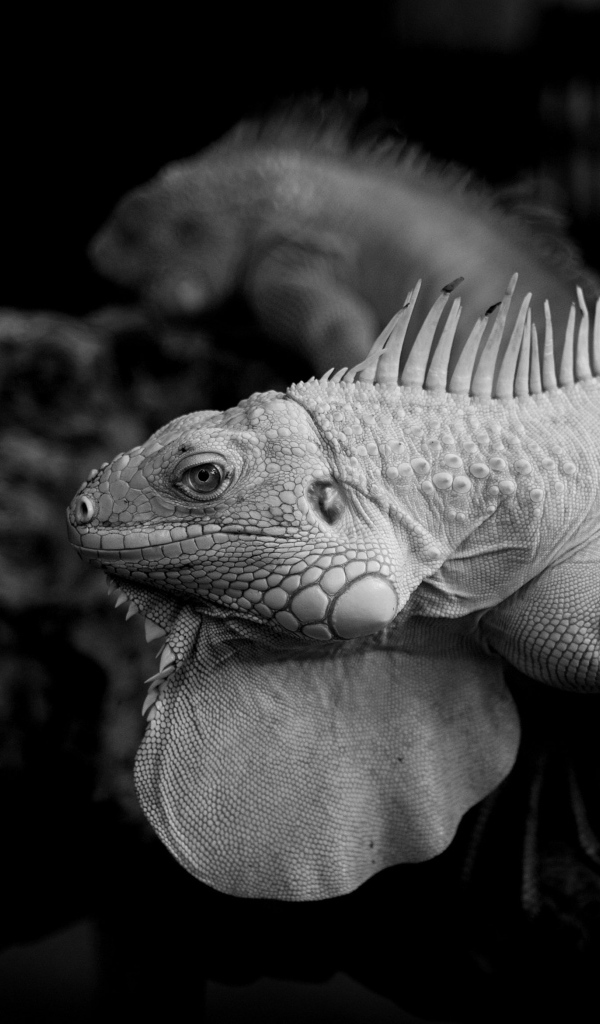 Черно-белое фото игуаны