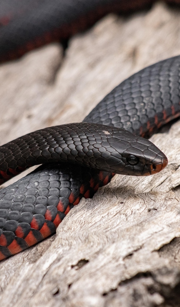 Черная с красным пузом змея 