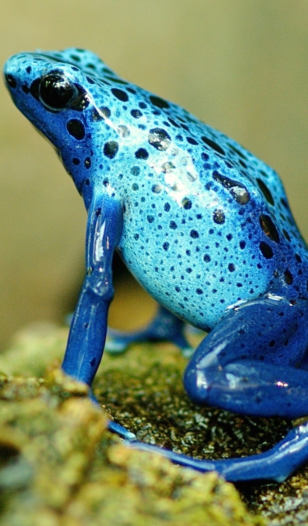 Синяя лягушка крупным планом