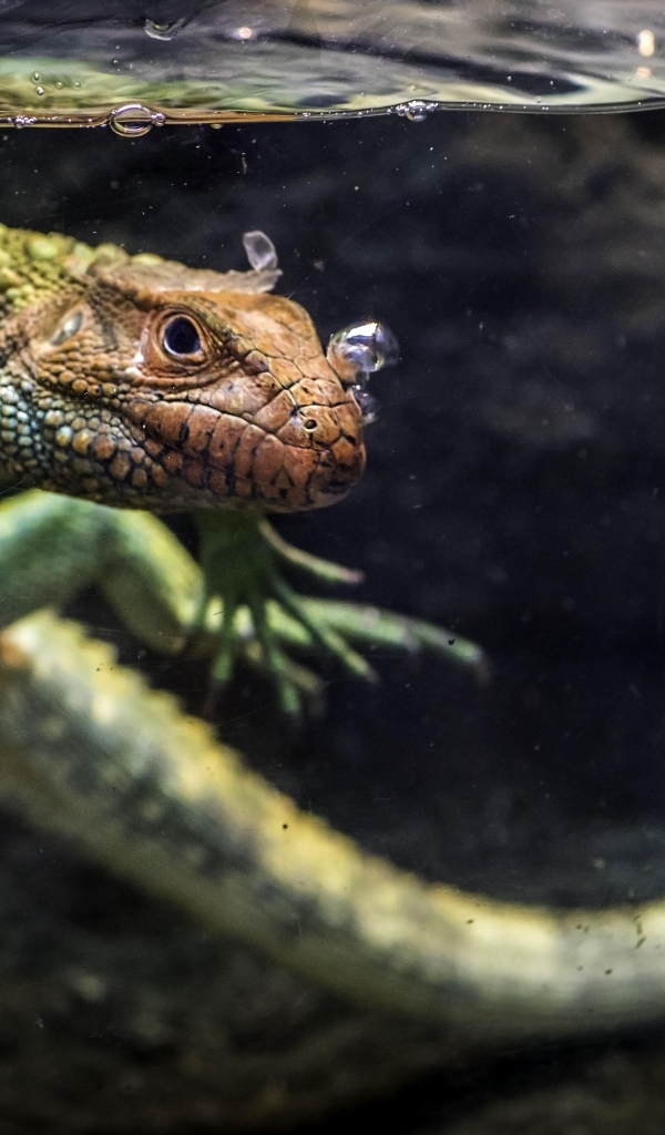 Ящерица кайман плавает в воде