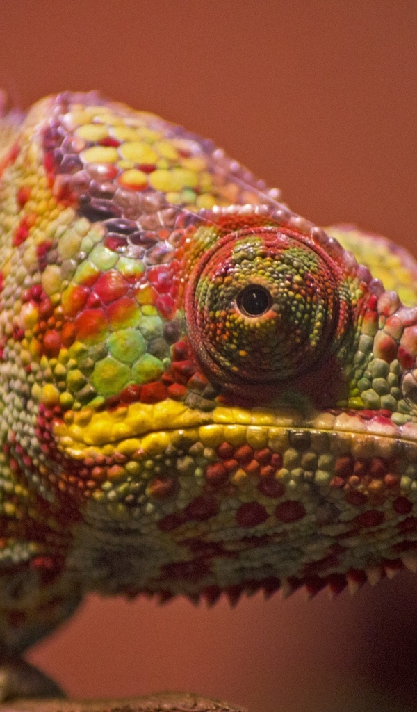 Голова хамелеона крупным планом