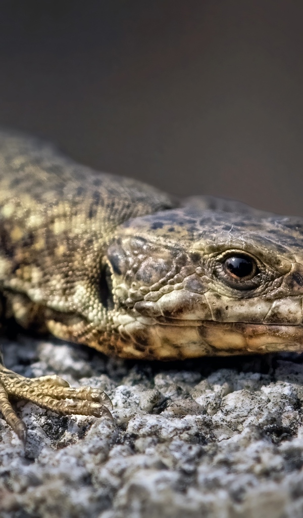 Серая ящерица сидит на камне