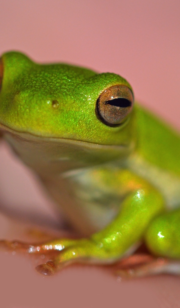 Зеленая лягушка на розовом фоне
