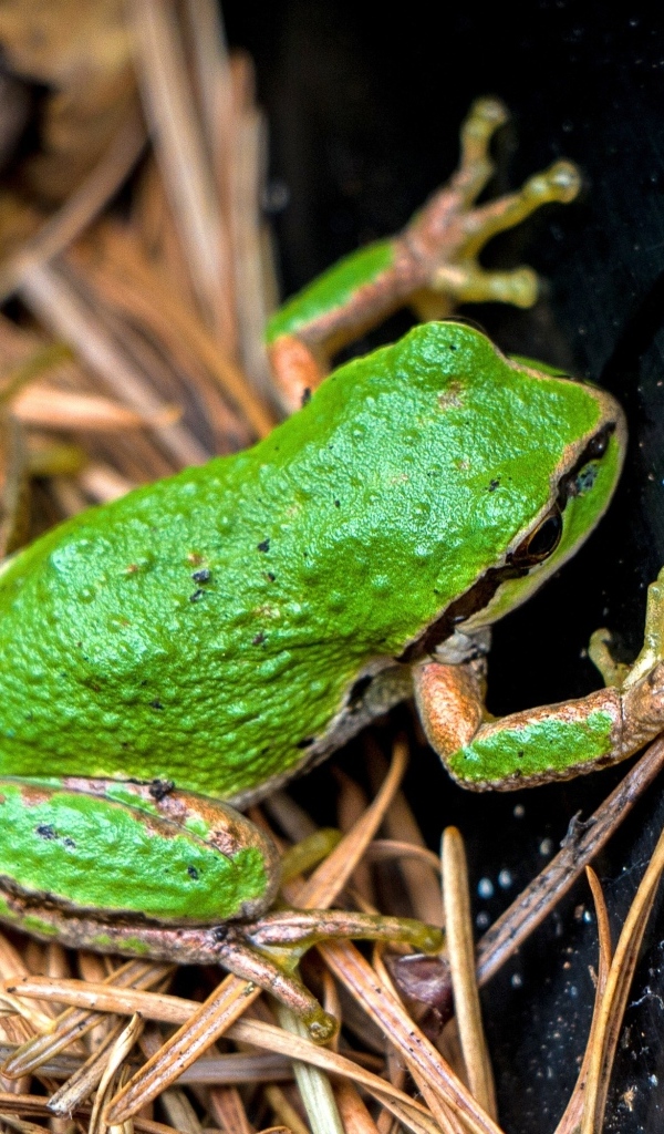 Зеленая лягушка сидит на траве 