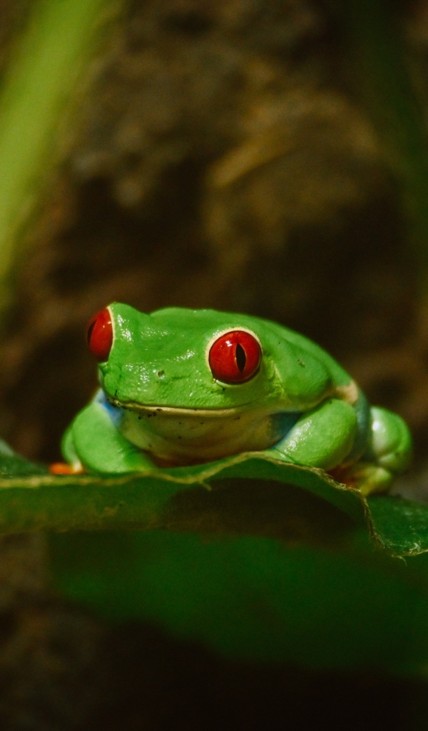 Зеленая лягушка с красными глазами сидит в листьях