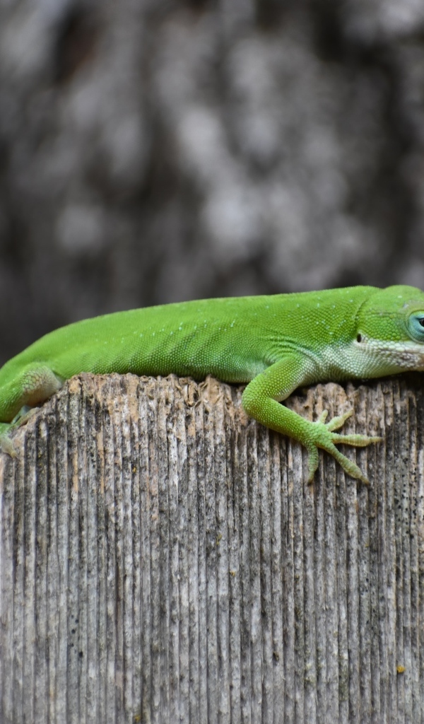 Зеленый геккон на заборе