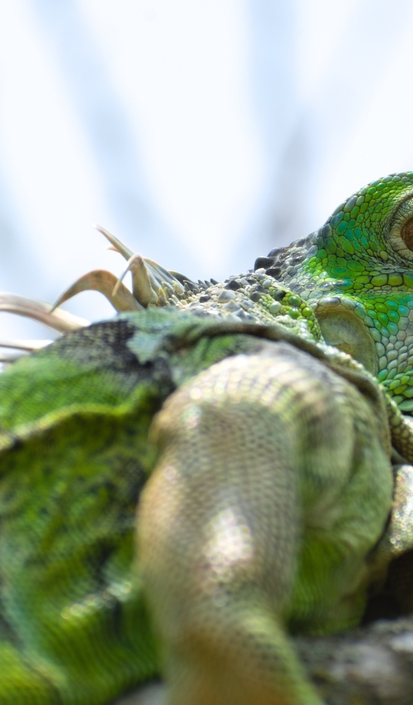 Зеленая игуана на ветке крупным планом