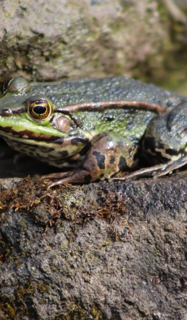 Зеленая прудовая лягушка на камне