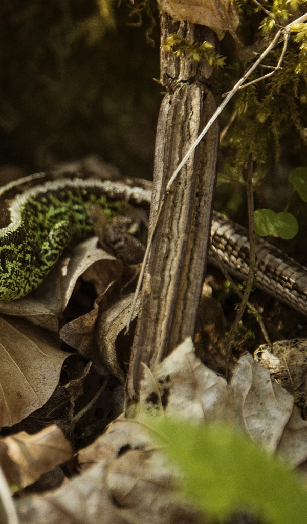 Зеленая песчаная ящерица в листве 