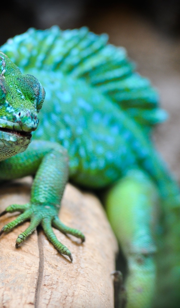 Большая зеленая игуана сидит на ветке