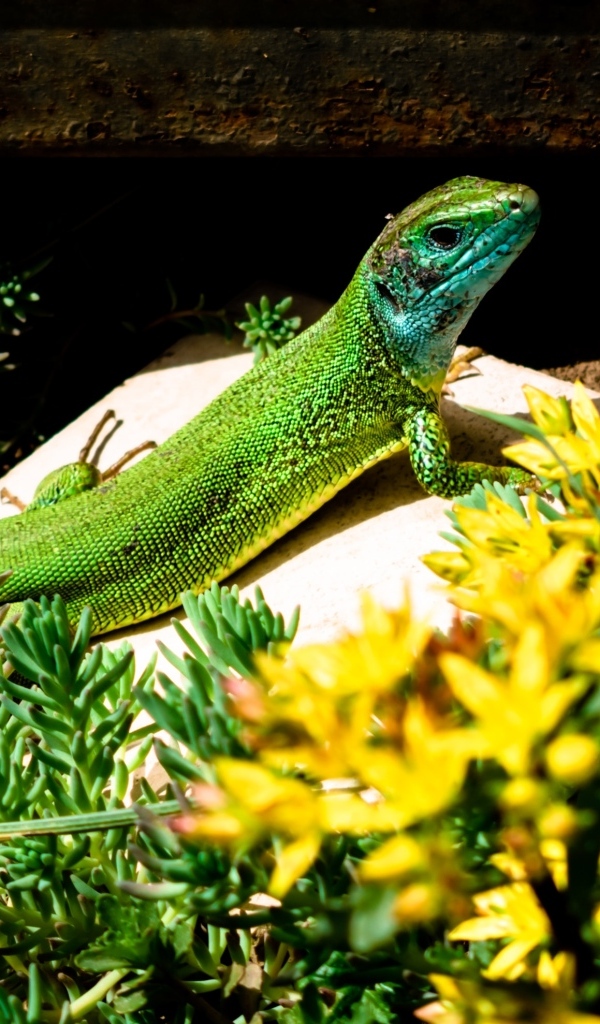 Большая зеленая ящерица в желтых цветах