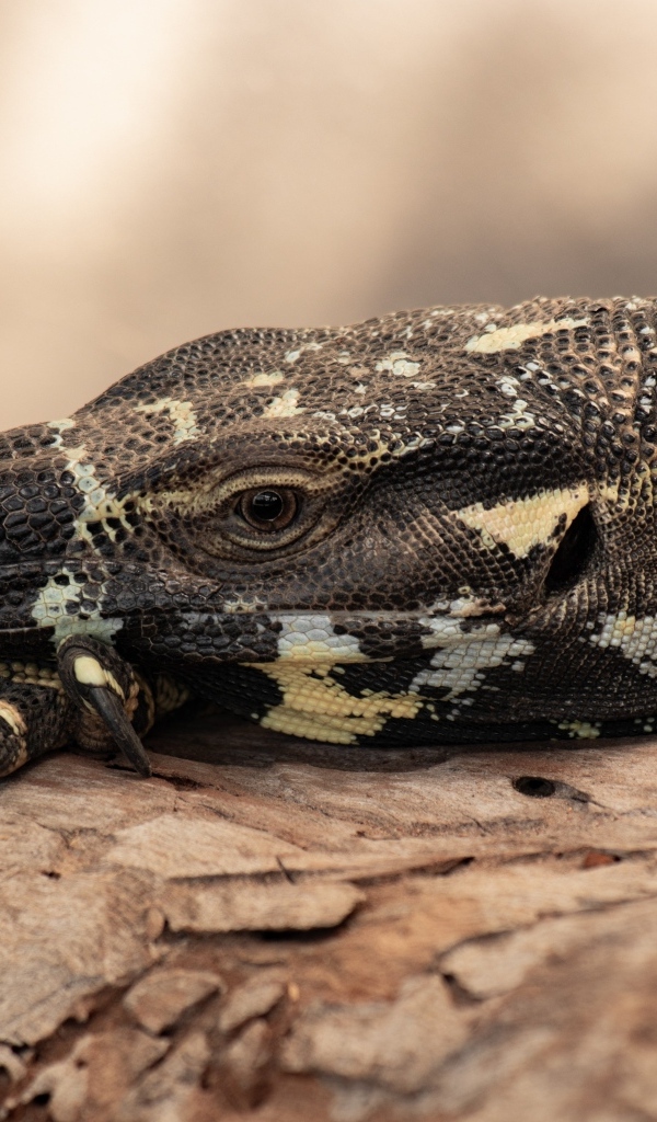 Большая игуана с острыми когтями 