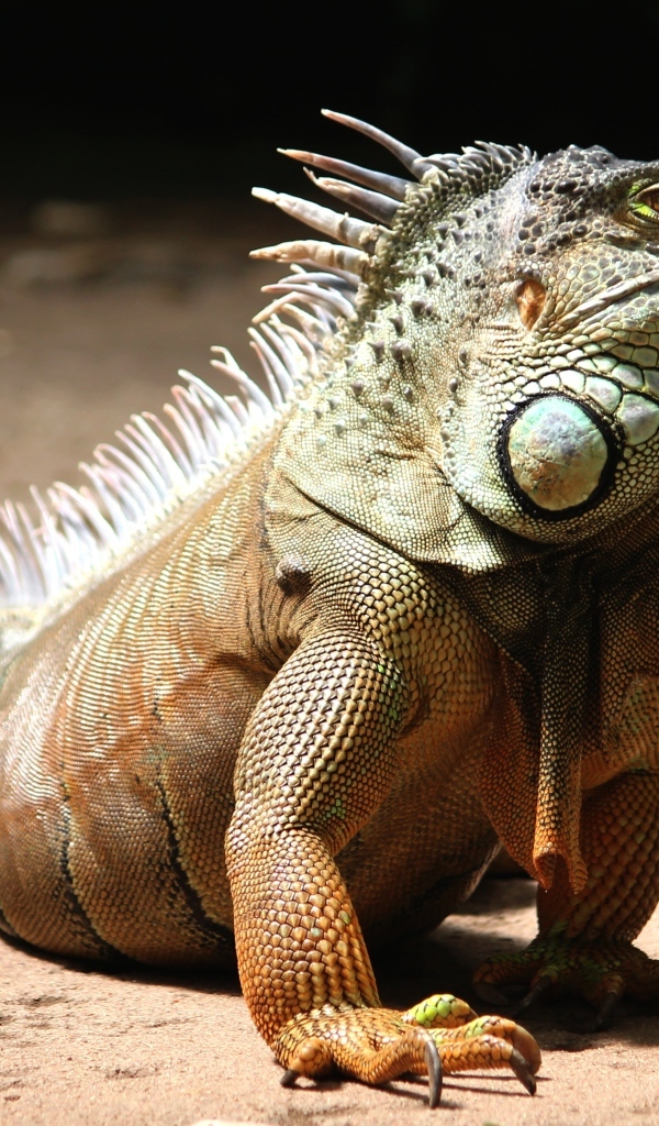 Большая игуана с острыми когтями