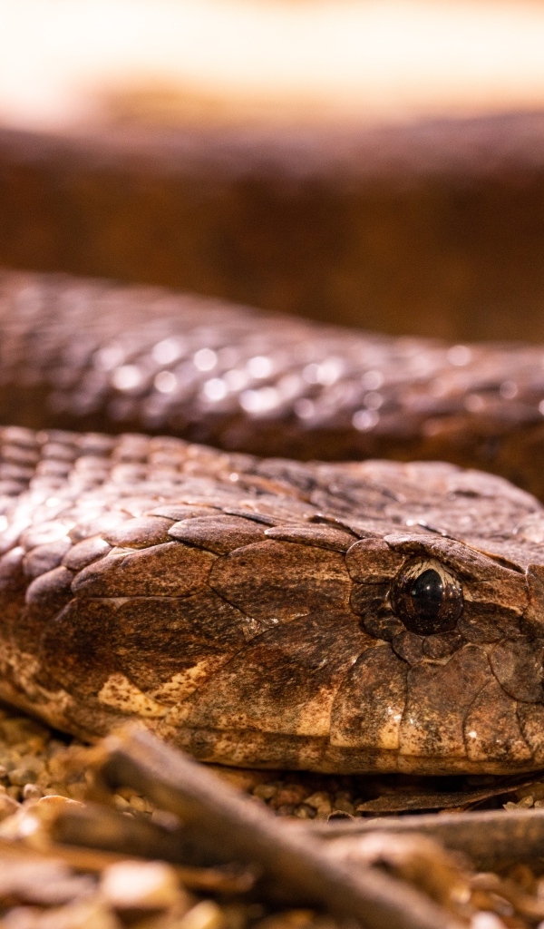 Большая ядовитая гадюка