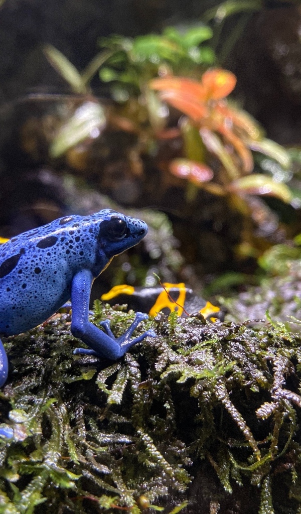 Маленькая голубая лягушка 