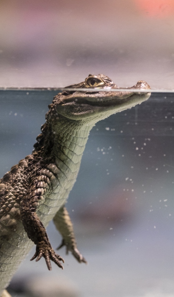 Маленький крокодил в аквариуме