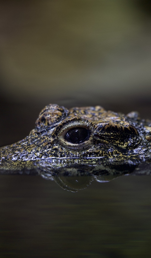Маленький крокодил в воде