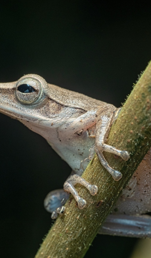 Маленькая лягушка на ветке на черном фоне