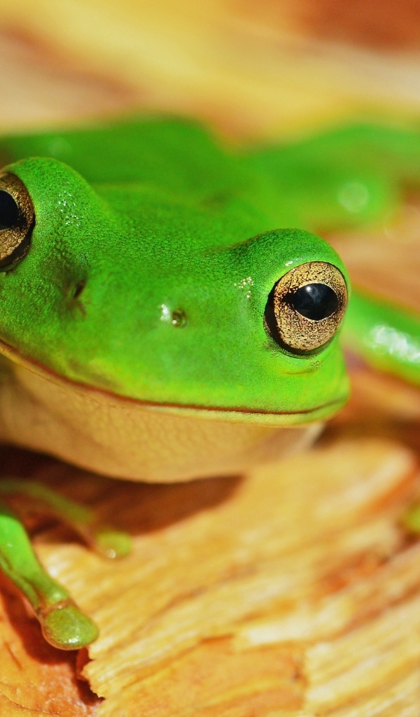 Маленькая зеленая лягушка с большими глазами