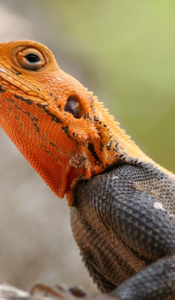 Ящерица с оранжевой головой крупным планом