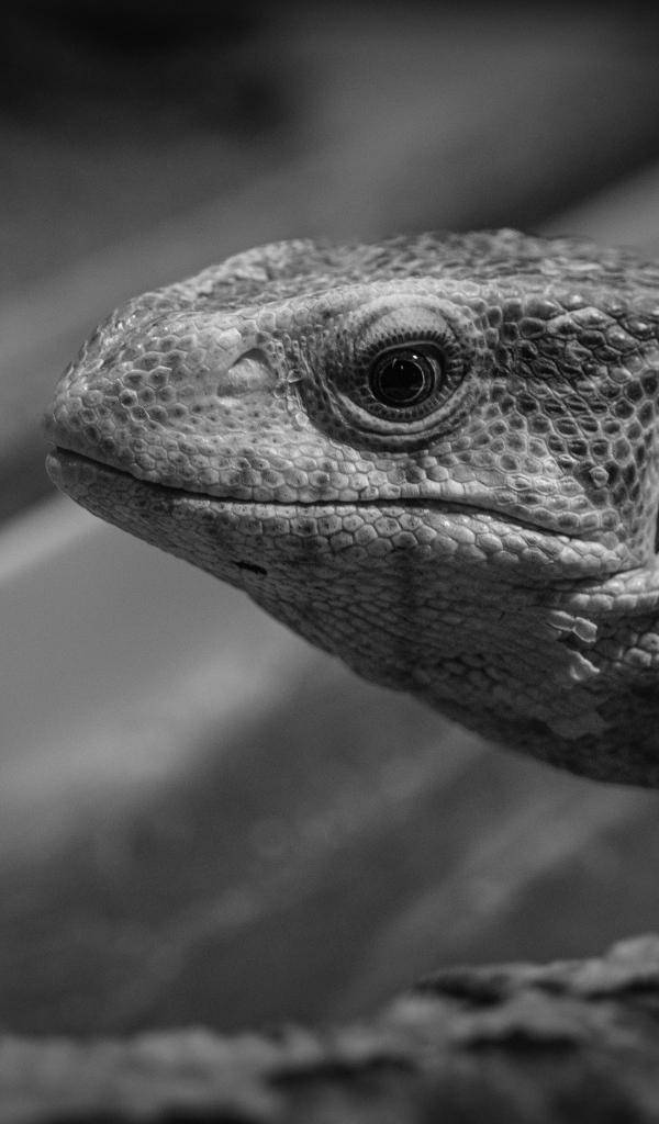 Варан черно-белое фото