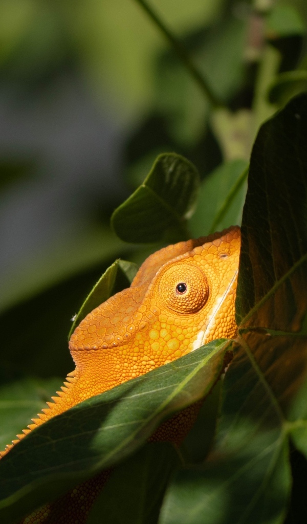 Оранжевый хамелеон в зеленых листьях