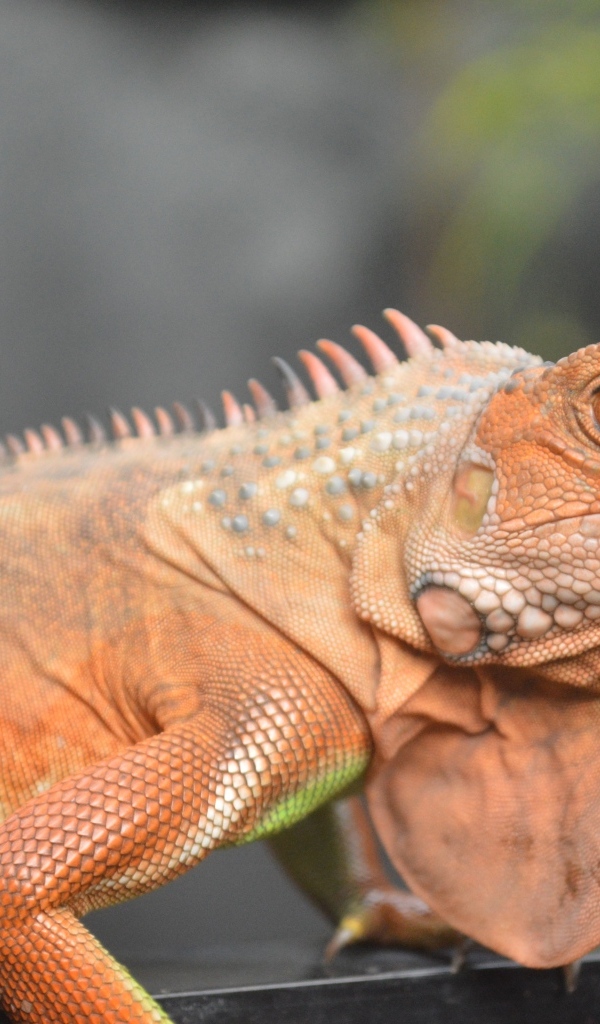 Оранжевая игуана крупным планом