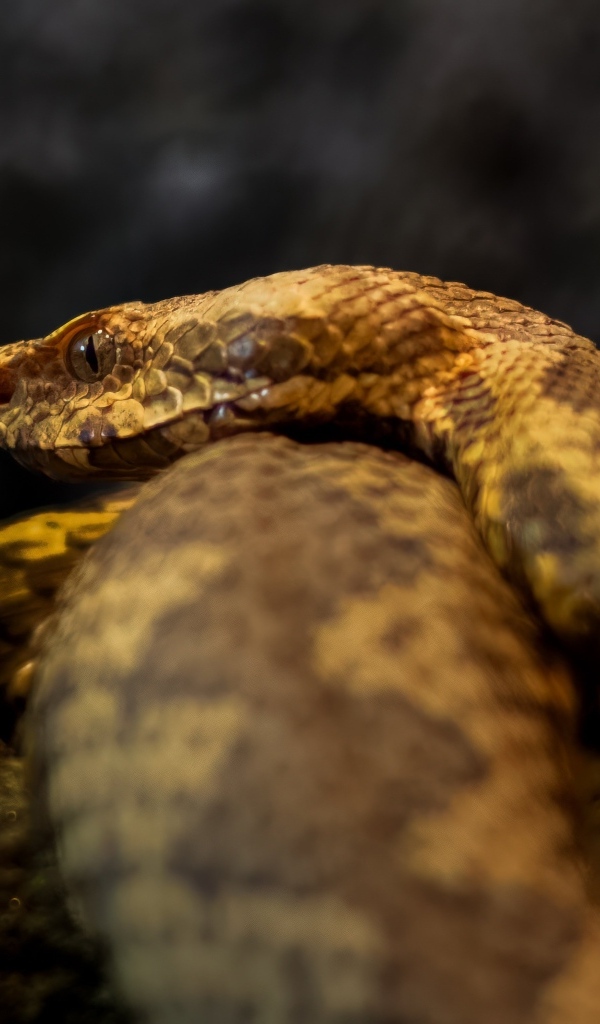 Ядовитая гадюка лежит на камне