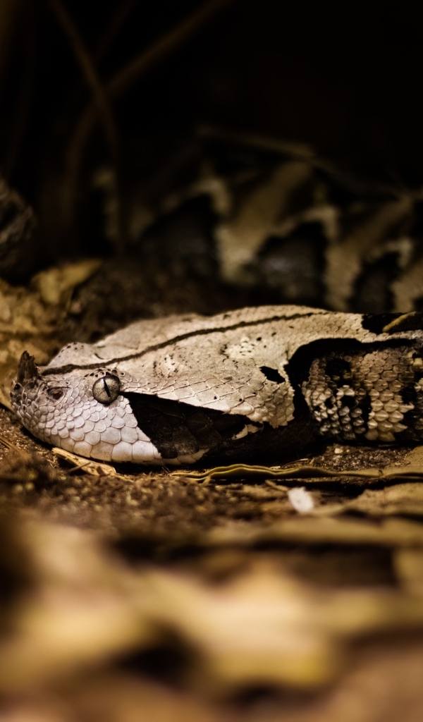 Ядовитая змея гадюка в желтых листьях