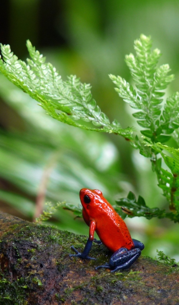 Красная лягушка с синими лапами