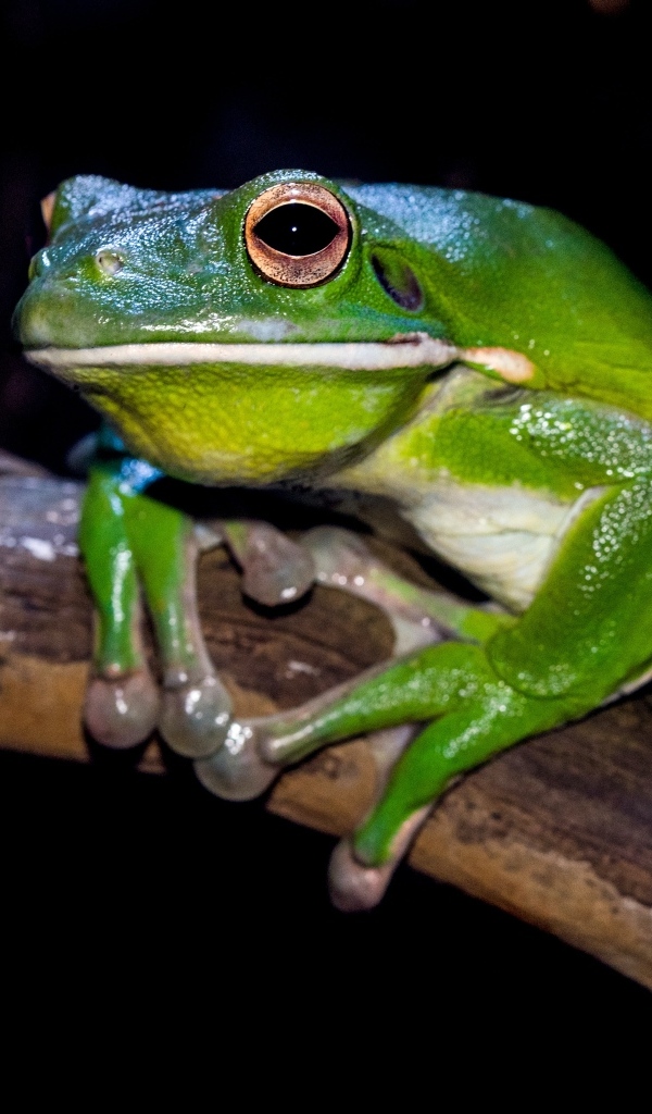 Скользкая зеленая лягушка сидит на ветке