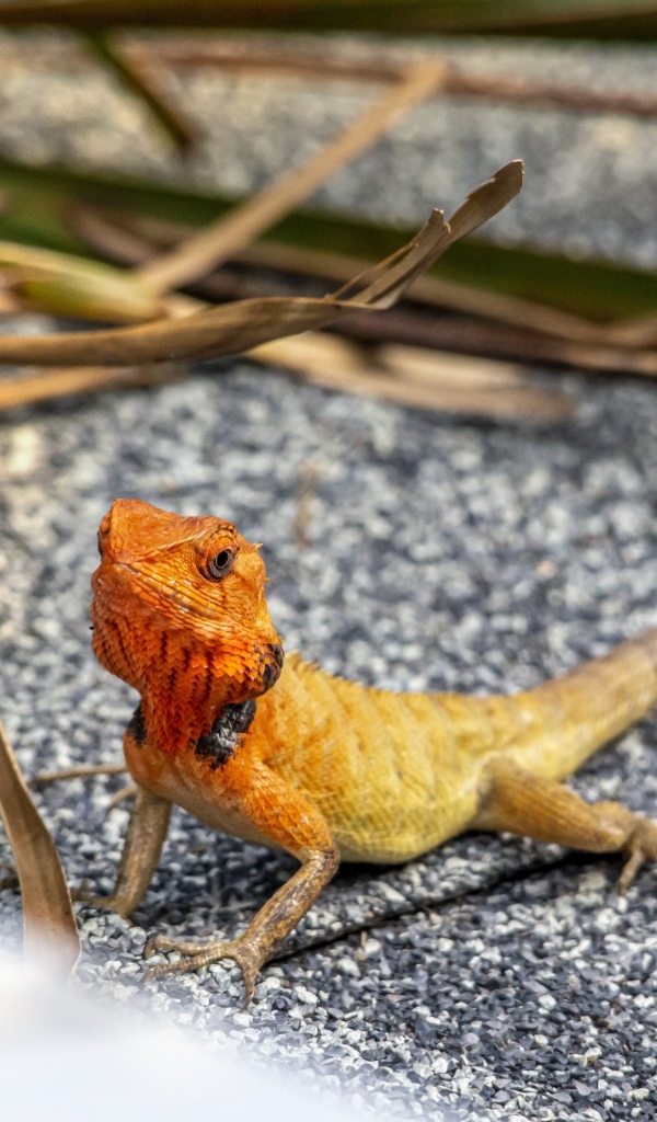 Маленькая оранжевая восточная садовая ящерица