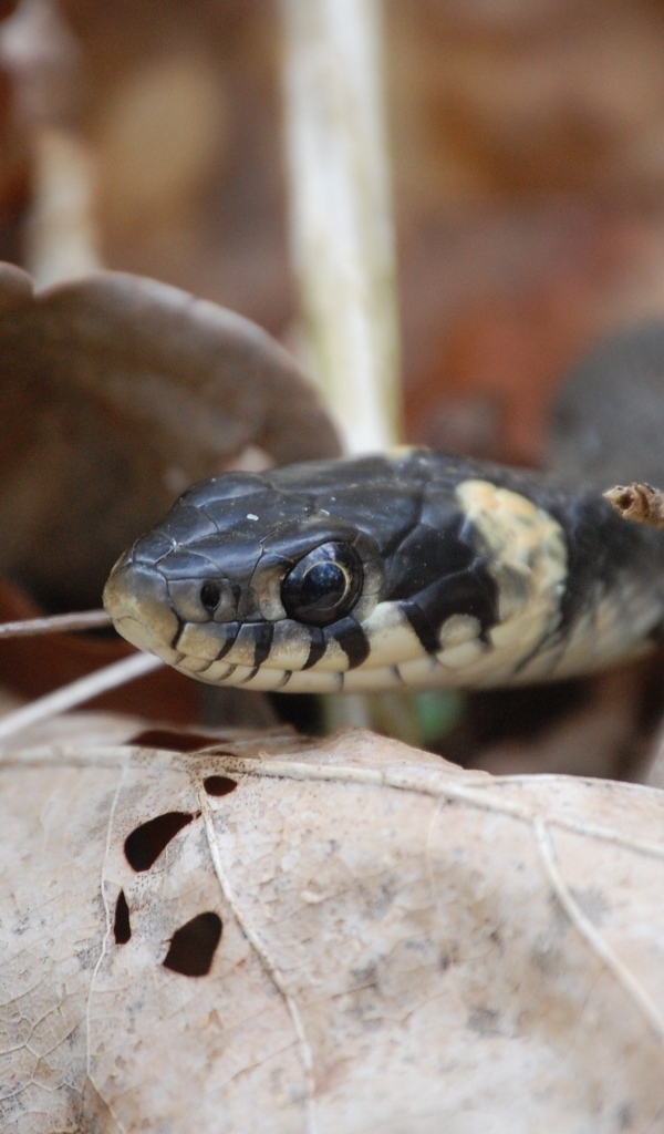 Змея прячется в опавших листьях